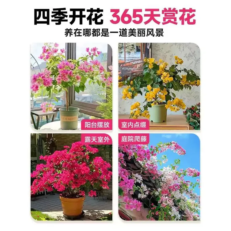 三角梅盆栽带花绿樱树苗阳台庭院爬藤植物耐寒好养四季开花卉绿植