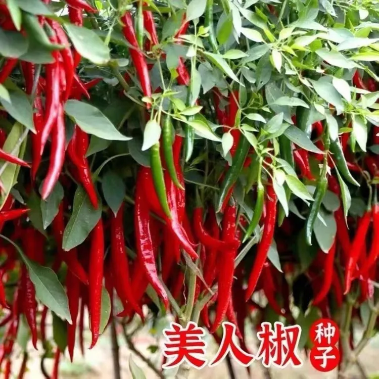 (拍2发3)美人椒种籽小红辣椒干小米椒种子红色蔬菜四季种籽口感好