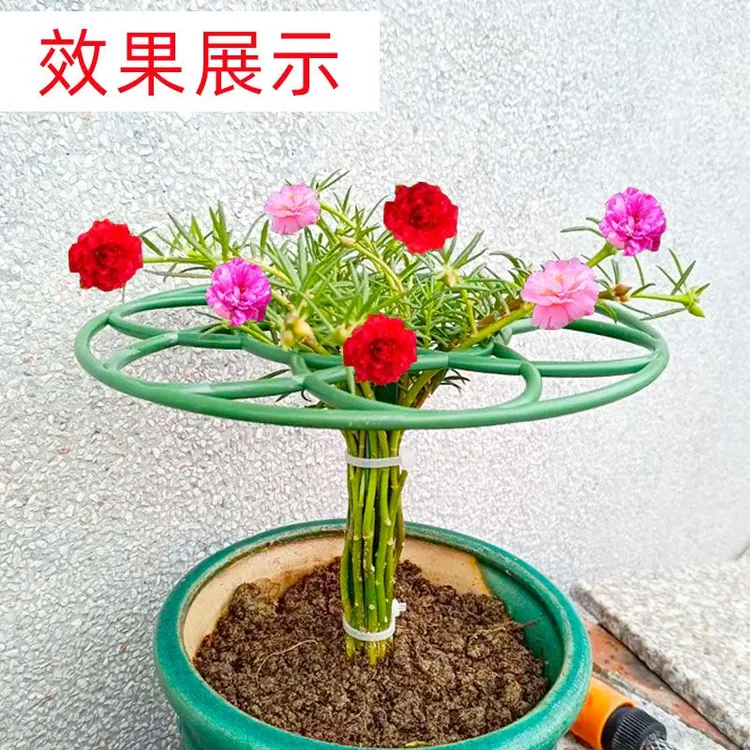 太阳花架子棒棒糖造型单层双层兰花花架蟹爪兰支架爬藤固定支撑架