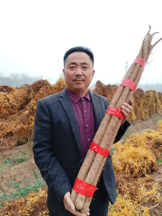 河南正宗新鲜铁棍山药五斤装垆土粉糯香甜产地直发2025新货