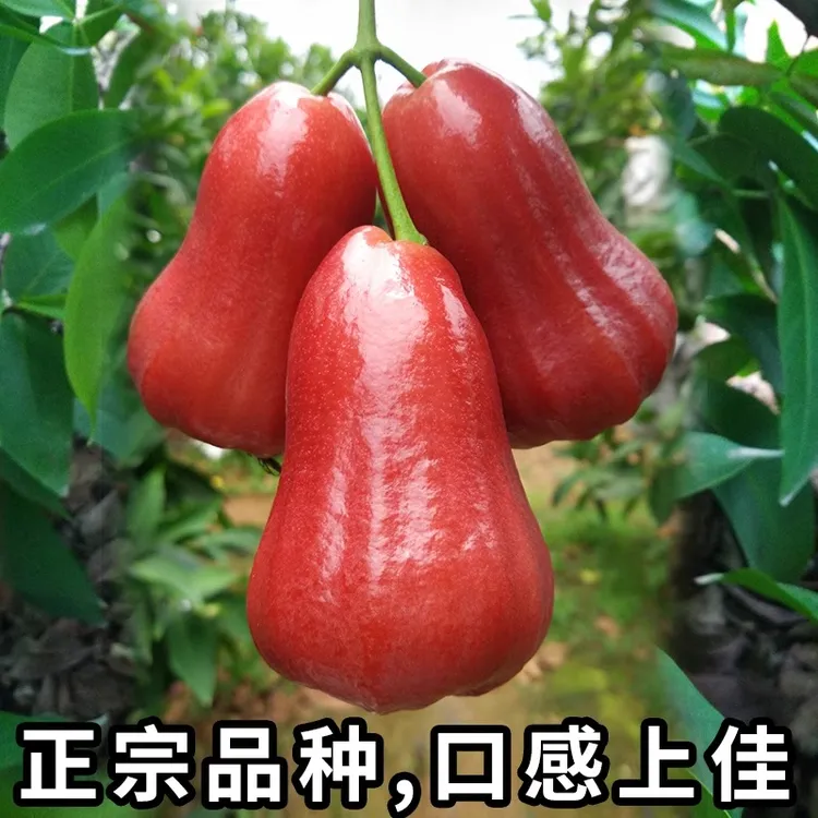 【清甜多汁】正宗黑金刚莲雾果清甜多汁树上熟新鲜现摘 精品果