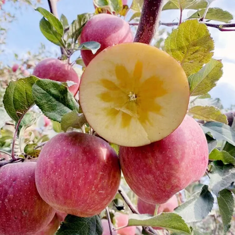 四川大凉山盐源糖心苹果应季新鲜水果现摘现发脆甜多汁