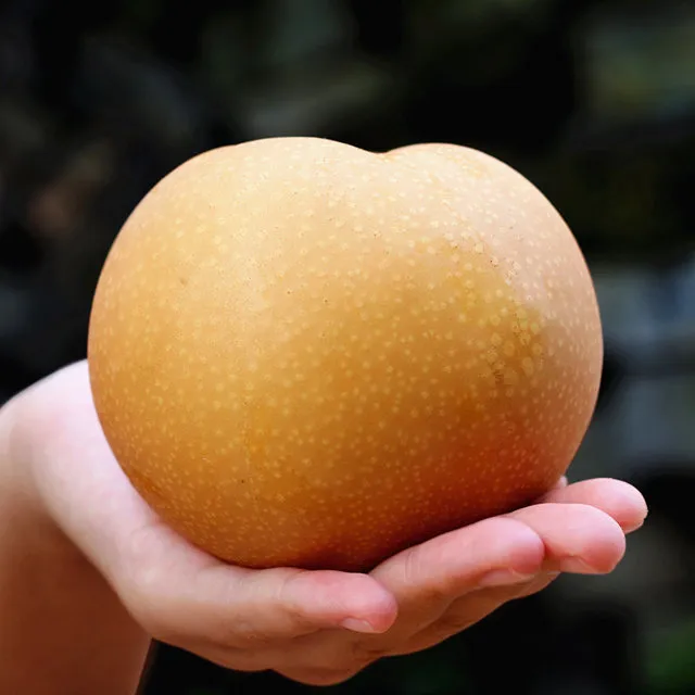 全爸农产品山东莱阳秋月梨梨子新鲜水果当季应季水果整箱品质大果