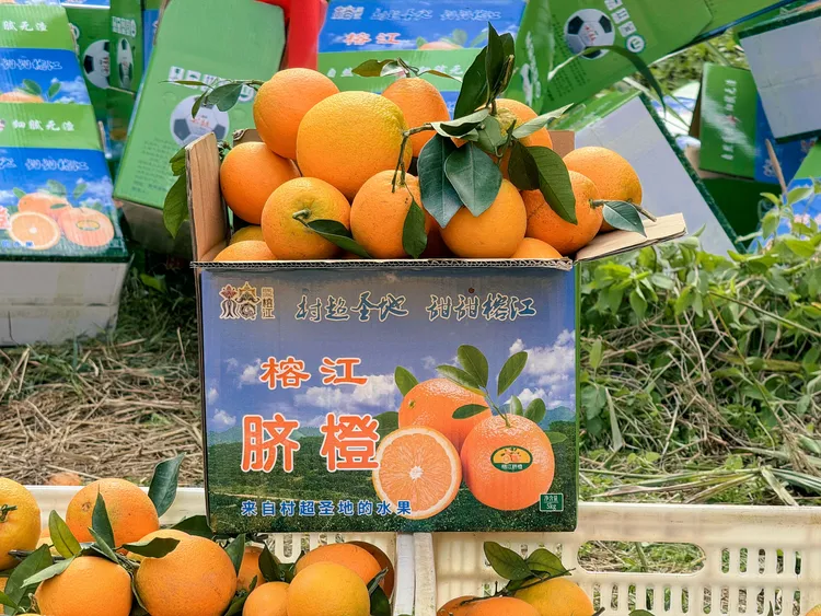 （脐橙开园福利）10斤大中小混装正宗榕江脐橙原产地直发饱满甜蜜