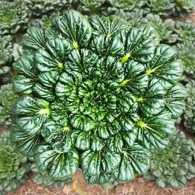 乌塌菜菜种子耐寒乌塌菜籽乌塔菜种籽秋冬青菜蔬菜种高产早熟