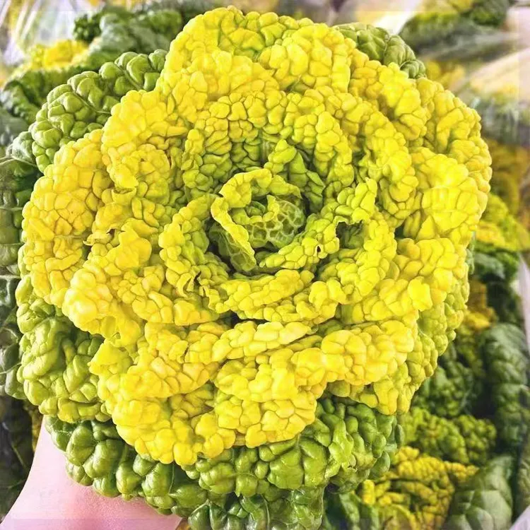 黄心乌塌菜种子耐寒大田庭院种植菊花心黄心菜蔬菜种子高产早熟