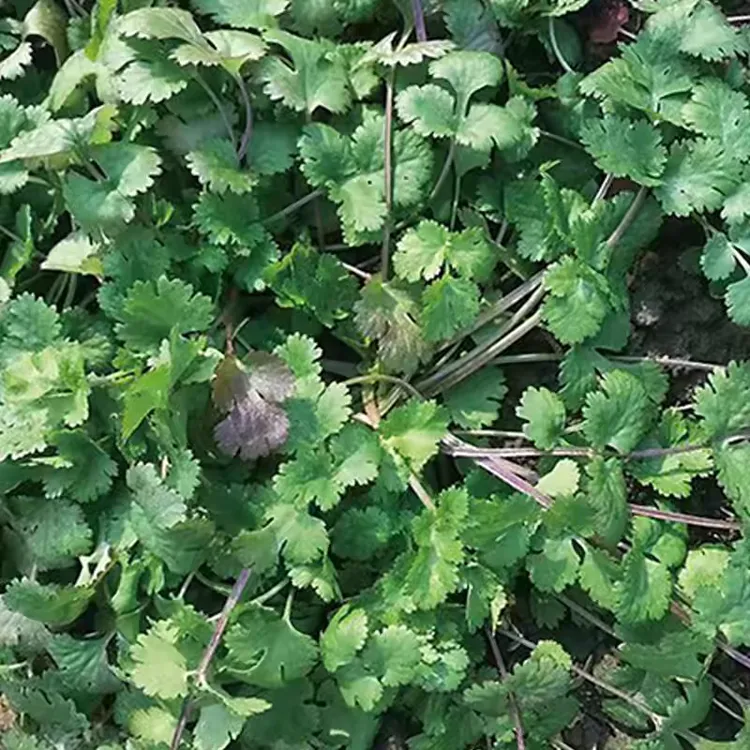 【老品种紫杆趴地香菜种子】耐热耐寒趴地矮生香菜种子秋播冬播香菜