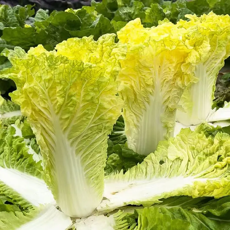 鸡蛋黄大白菜种子黄心高桩大白菜种子快菜种籽四季家庭蔬菜种子