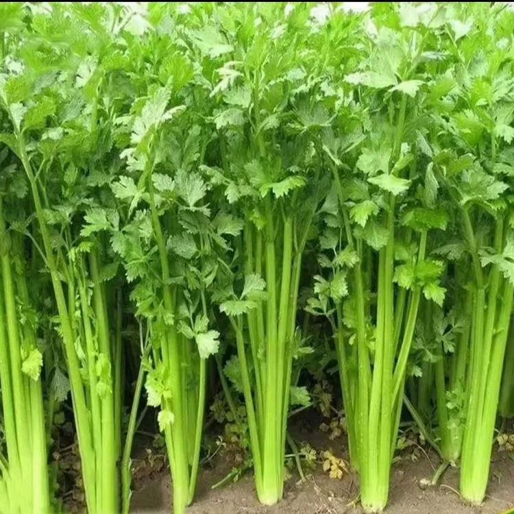 四季小芹菜种子耐寒耐热易播种实心小香芹种子本地春季蔬菜种子