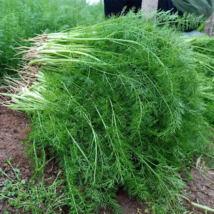 【割茬小茴香种子】耐热耐寒四季茴香菜籽阳台农家庭院盆栽蔬菜种子