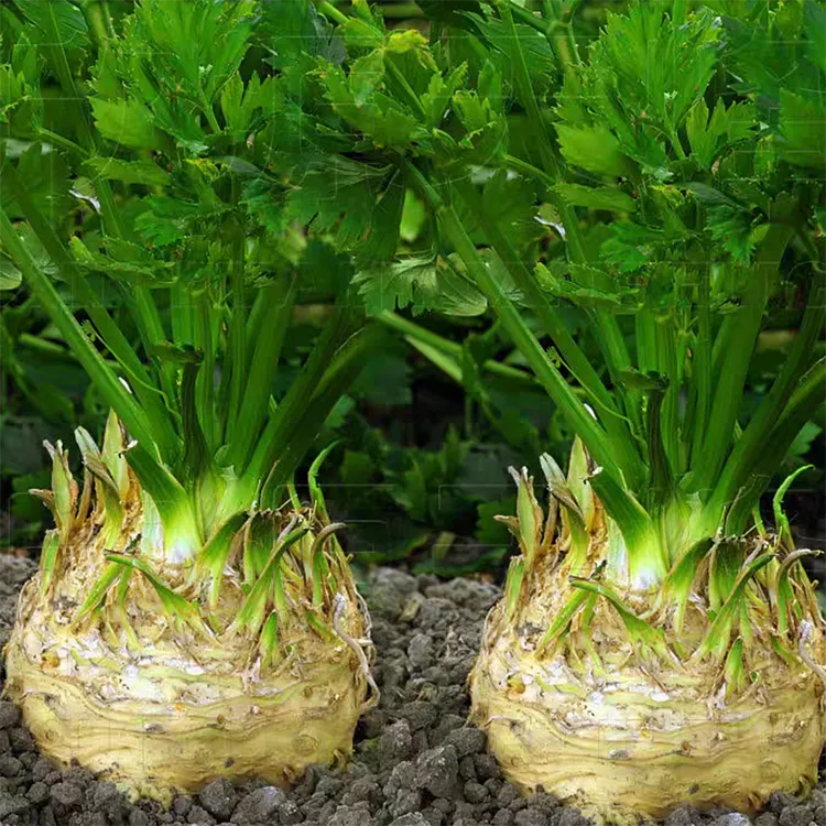 根芹种子耐热耐寒芹菜种子四季夏播秋播高产阳台盆栽小院种植蔬菜