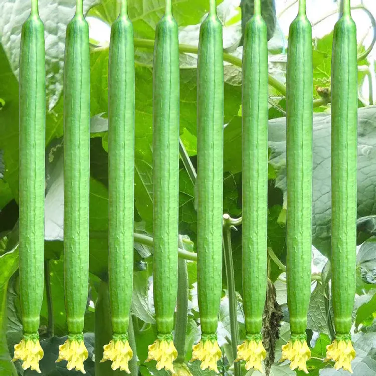 【长香丝瓜种子】高产早熟丝瓜种子长丝瓜种籽庭院种植菜种春播秋播商品图