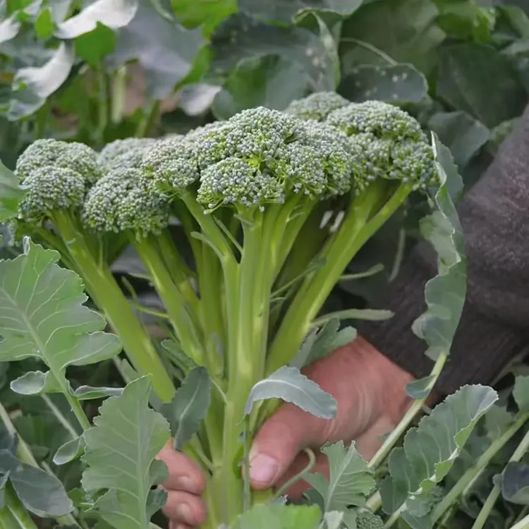 耐寒早熟西兰苔种子夏播秋播春播西兰花种子芥蓝芥兰菜心种子耐热