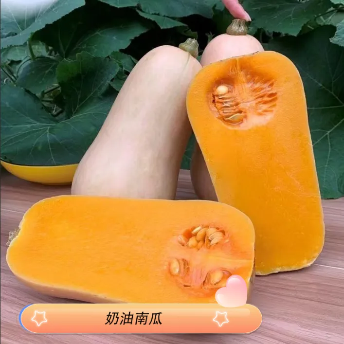 【粉糯!香甜C】粉糯香甜当季时令奶油南瓜5-10斤 坏果包赔商品图