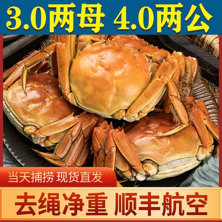 【活蟹】大闸蟹（公4两 母3两）12/10只 现货鲜活洪湖螃蟹礼盒顺丰
