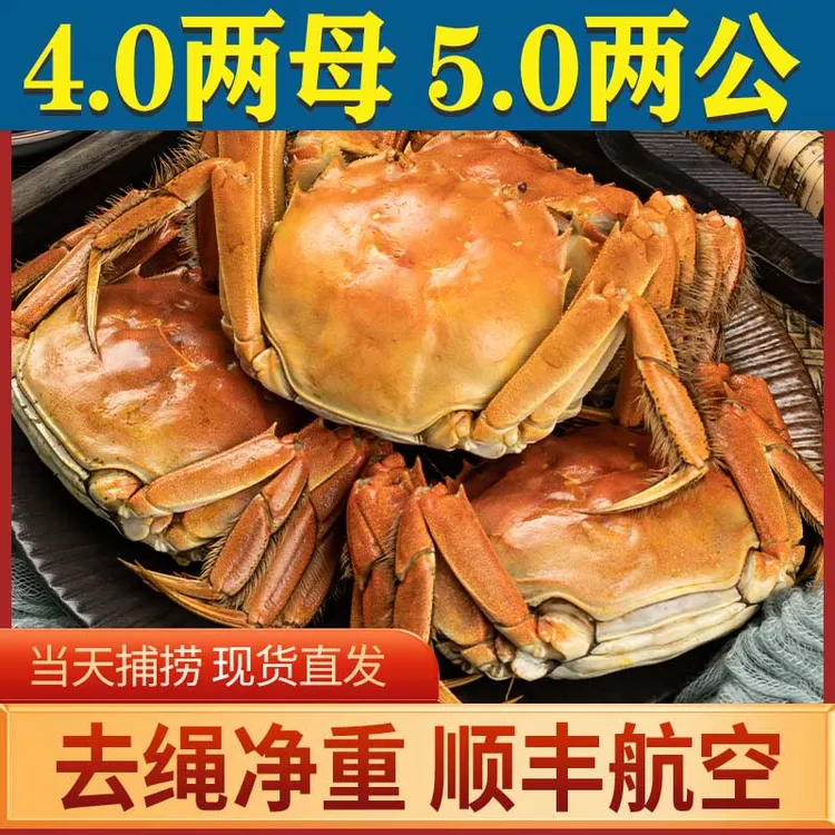 【活蟹现发】大闸蟹12/10只全母（公5两 母4两）现货鲜活螃蟹礼盒洪湖