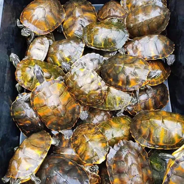火焰龟宠物龟煲汤龟鳖乌龟苗子种龟
