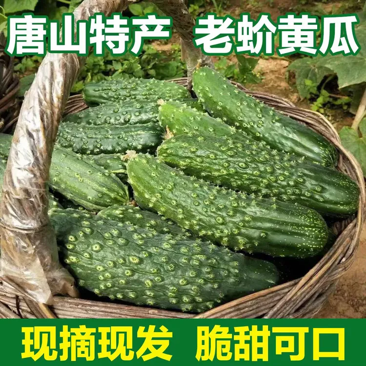 遵化特产老蚧黄瓜唐山旱黄瓜水果山黄瓜大刺秋黄瓜大疙瘩青瓜