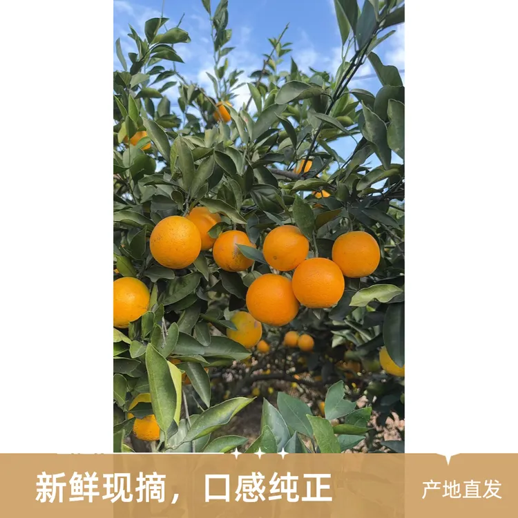 现摘正宗湖南郴州永兴冰糖橙中果新鲜橙子自然熟纯甜多汁包邮