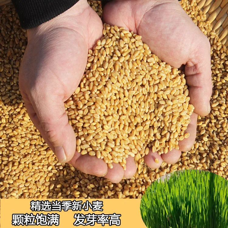 麦子当季小麦粒种籽麦苗草水培猫草种籽发芽率高做麦芽糖进店领券
