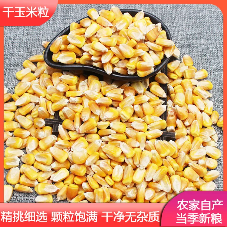 玉米粒干 笨苞米粒 粗粮 
