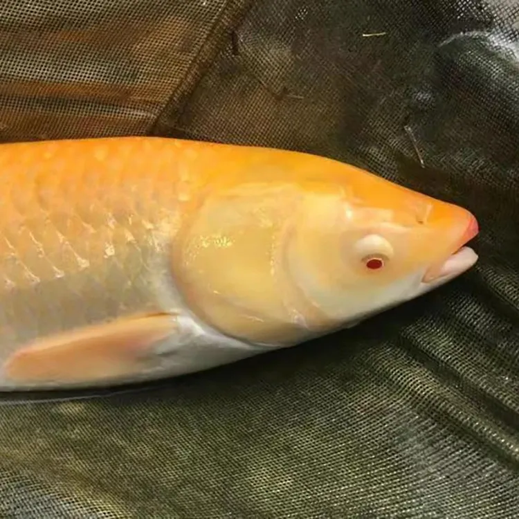 观赏鱼红眼金丝草鱼 赤母俄罗斯红草鱼 红眼睛草鱼 淡水活体养殖