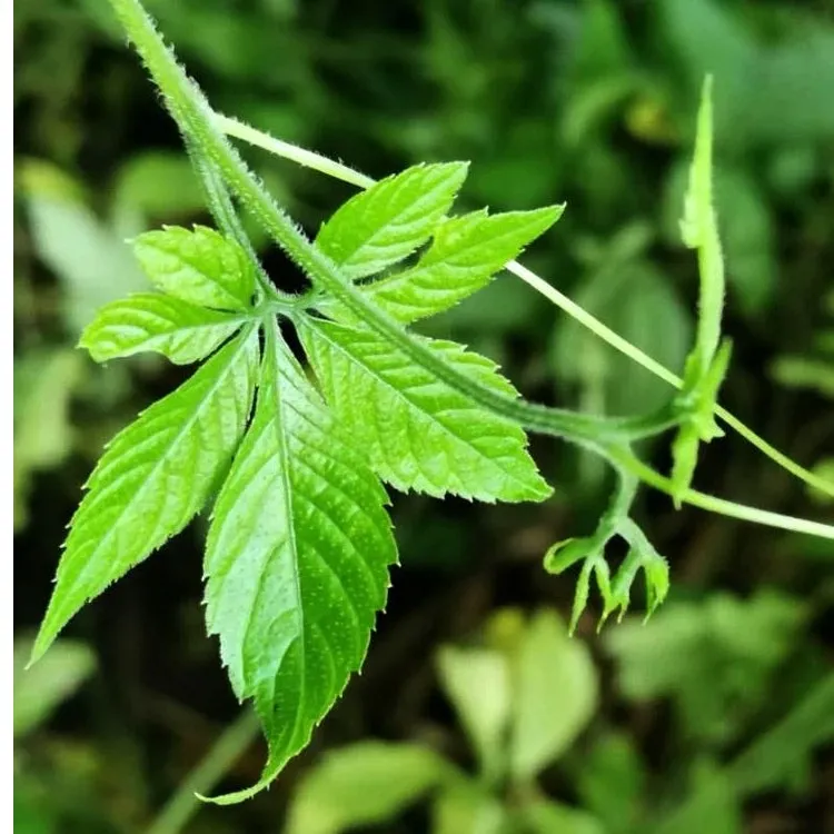 平利绞股蓝精选叶片茶清参味正宗无硫茶皂甙黄酮茶野生绞股蓝特产