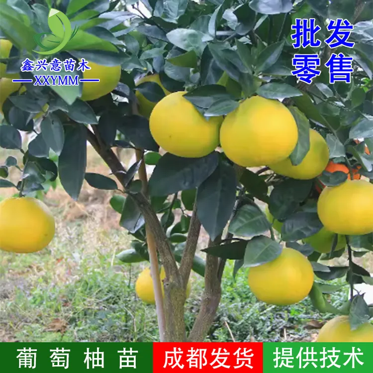 黄金葡萄柚苗台湾甜葡萄柚果树苗黄心西柚苗嫁接鸡尾葡萄柚果树苗
