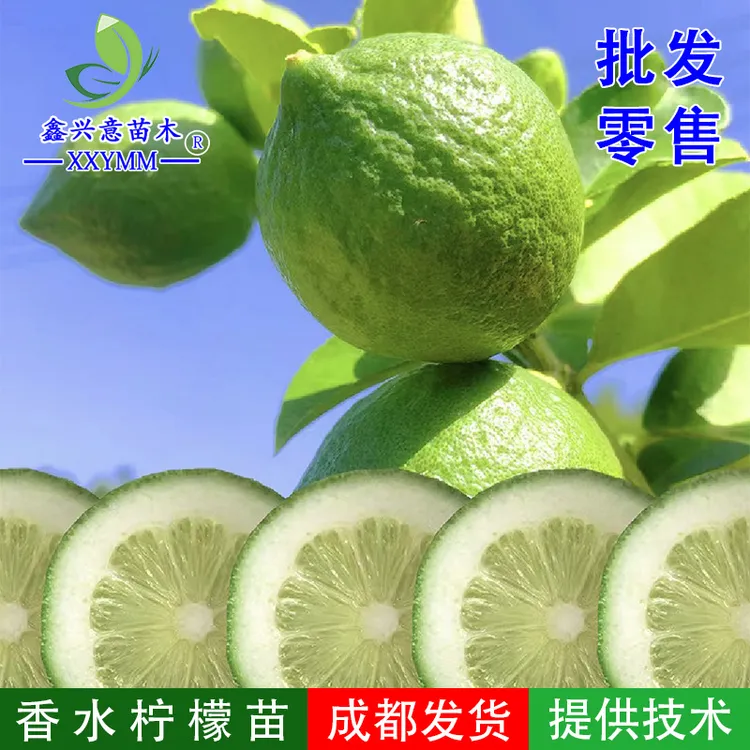 香水柠檬苗无籽香水柠檬树苗四季开花结果产量高味道香庭院盆栽