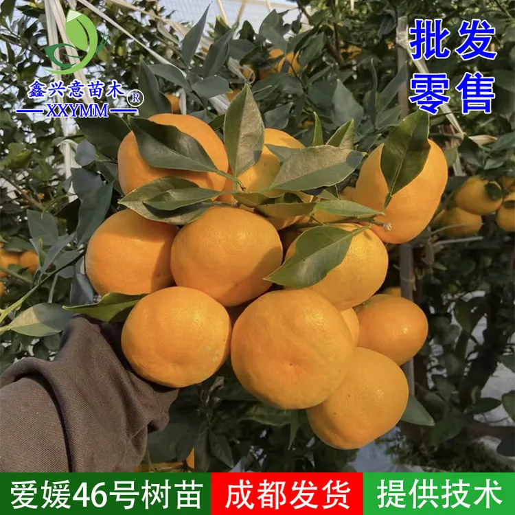 爱媛46号柑橘苗阿密达树苗进口新品种柑橘苗基地直供嫁接果树苗