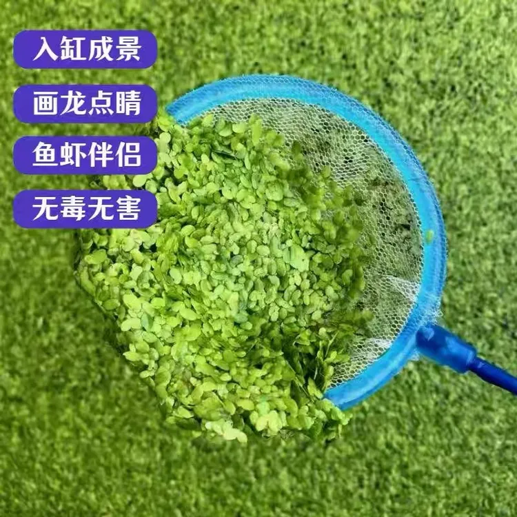 芝麻浮萍水草喂鱼喂龟紫背浮萍蝴蝶萍养鱼龟虾懒人水草净化水质