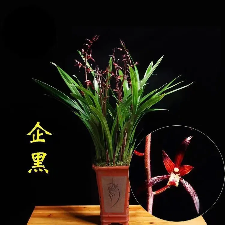 兰花浓香型兰花苗墨兰花苗墨兰花企黑兰花卉盆栽精品苗花期植物