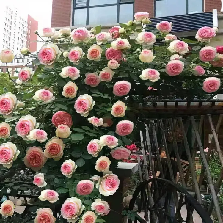 粉丝福利顺丰包邮重瓣大花浓香型爬藤月季四季开花北方庭院阳台