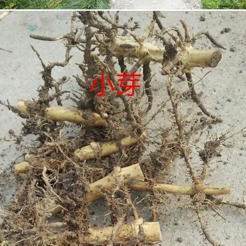 现挖青竹根苗【10个竹芽起】庭院竹子根苗盆栽竹子笋盆景野生竹子根