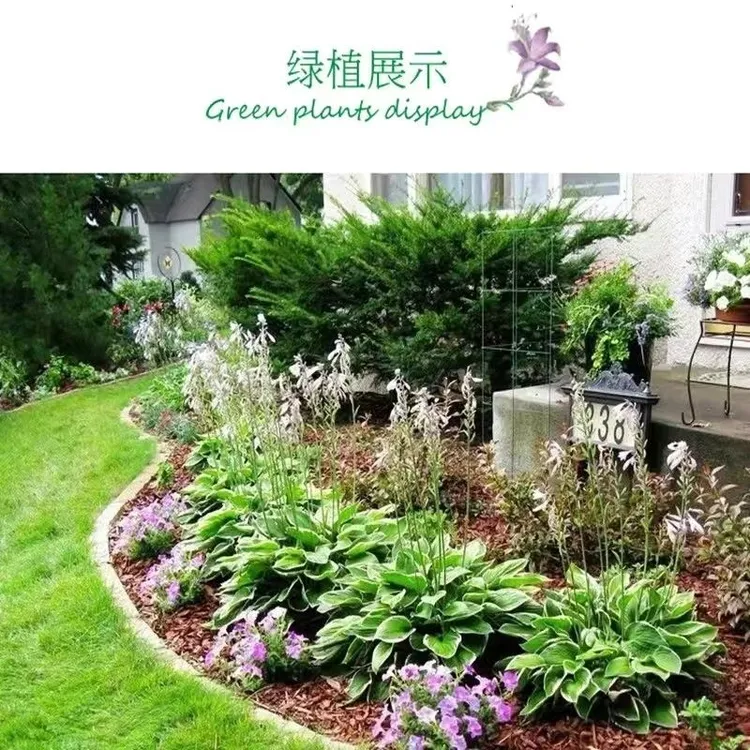 玉簪花苗耐寒耐阴花镜植物好养花卉室外阳台地栽宿根绿植懒人花园