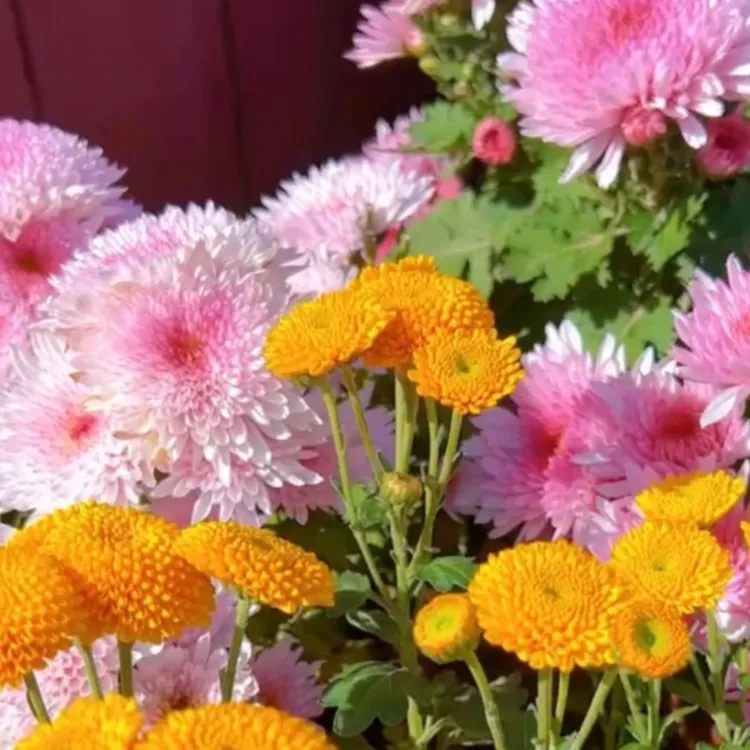 混色彩虹糖果菊花卉种子阳台庭院种子耐热易种翠菊四季多年生简单
