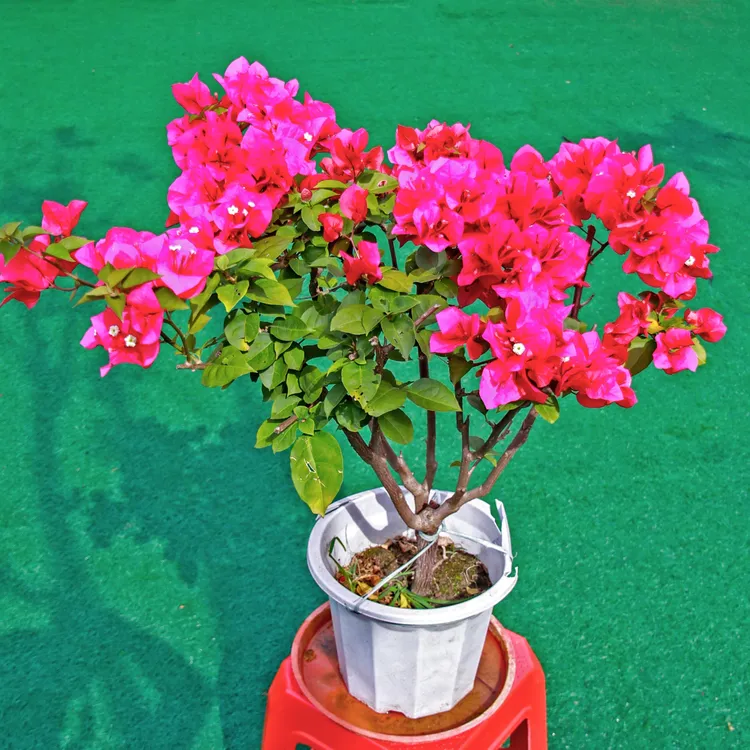 三角梅带花发货品种齐全多花色好养易活四季开花别墅花园庭院绿化
