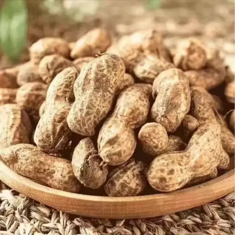 新鲜现挖现发带泥湿生花生粉皮大花生新鲜带壳花生农家新鲜