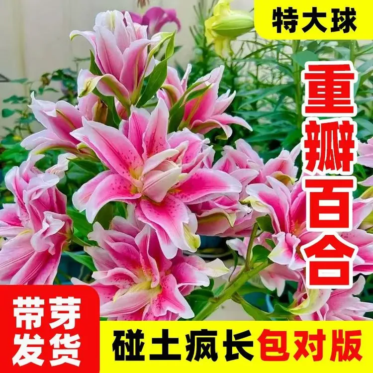 进口香水百合种球带芽耐寒四季盆栽室内阳台花卉绿植好养易活