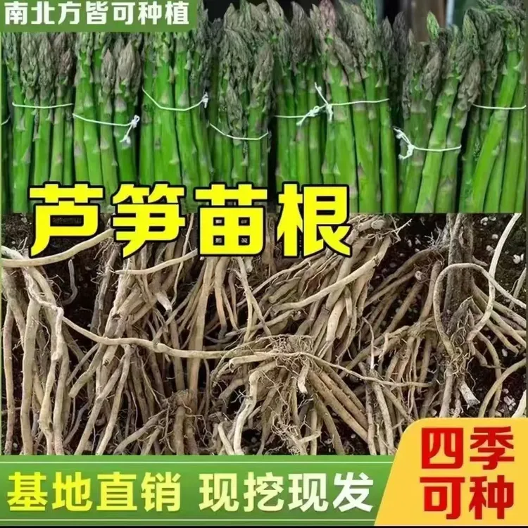 芦笋根种子四季种植蔬菜绿芦笋种籽抗热耐寒高营养蔬菜种子