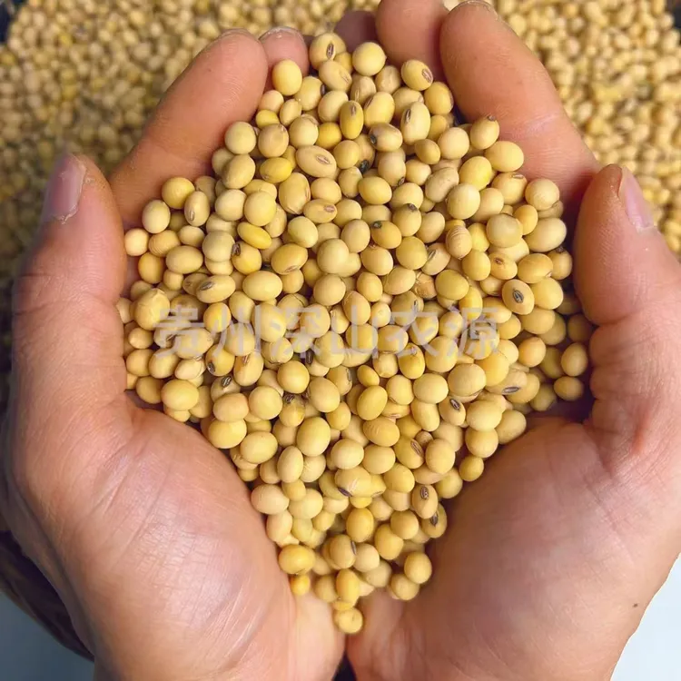 贵州小黄豆打豆浆专用25年新豆农家土黄豆豆芽五谷杂粮豆腐煲汤  