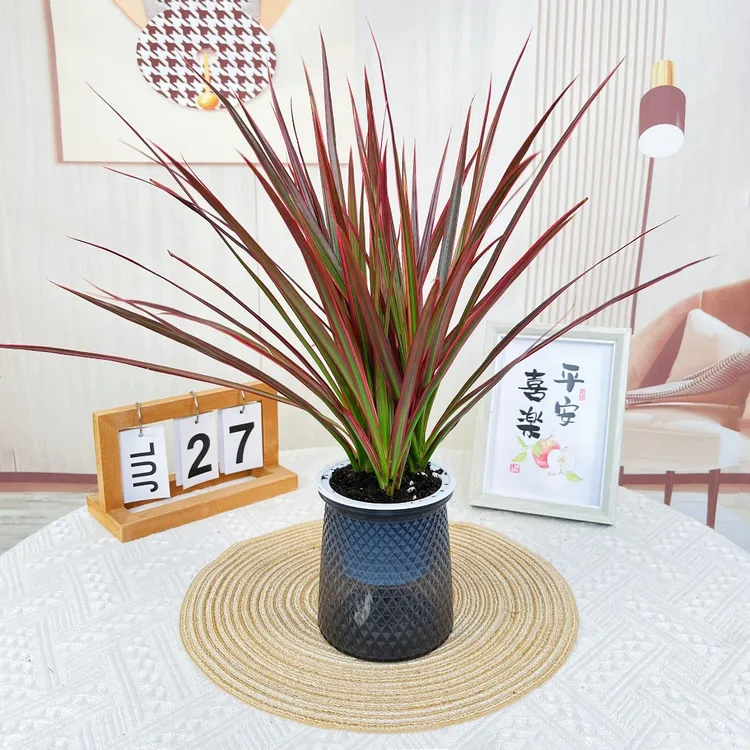 七彩铁千年木生长盆栽千年铁花卉养护内植物吸甲醛绿植盆栽室内
