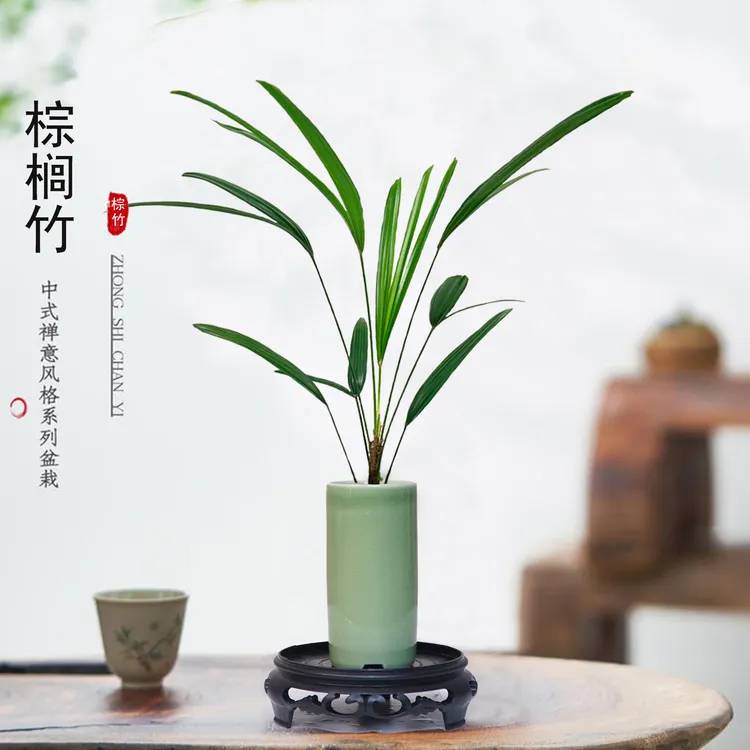 棕竹盆景小盆栽室内绿植四季好养活花卉迷你植物桌面阳台办公室