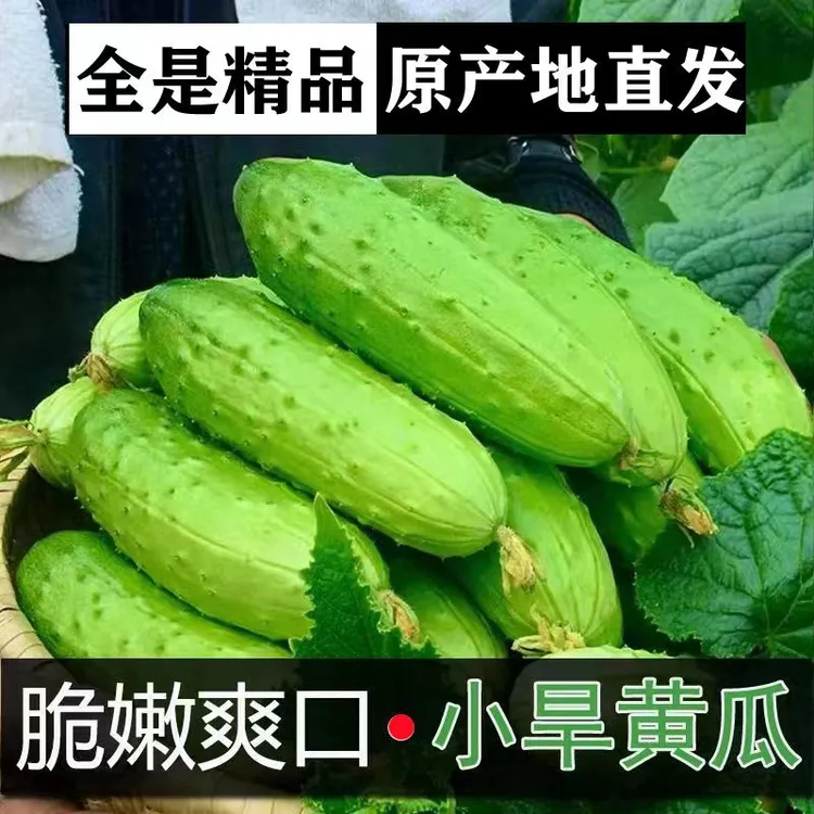 东北旱黄瓜新鲜小青瓜2/5斤水果蔬菜黄瓜带刺脆皮荷兰水果小黄瓜