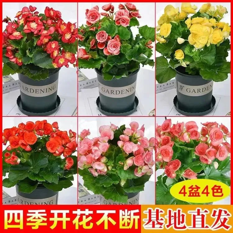 丽格盆栽花卉重瓣带花苞发货室内四季开花玫瑰客厅大型绿植海棠花