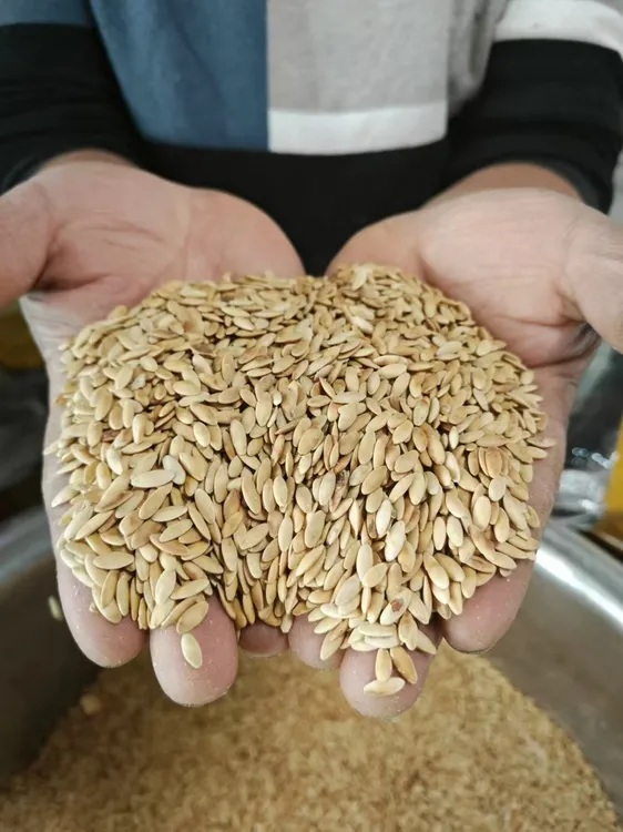 老海家生黄瓜籽嘎嘎营养