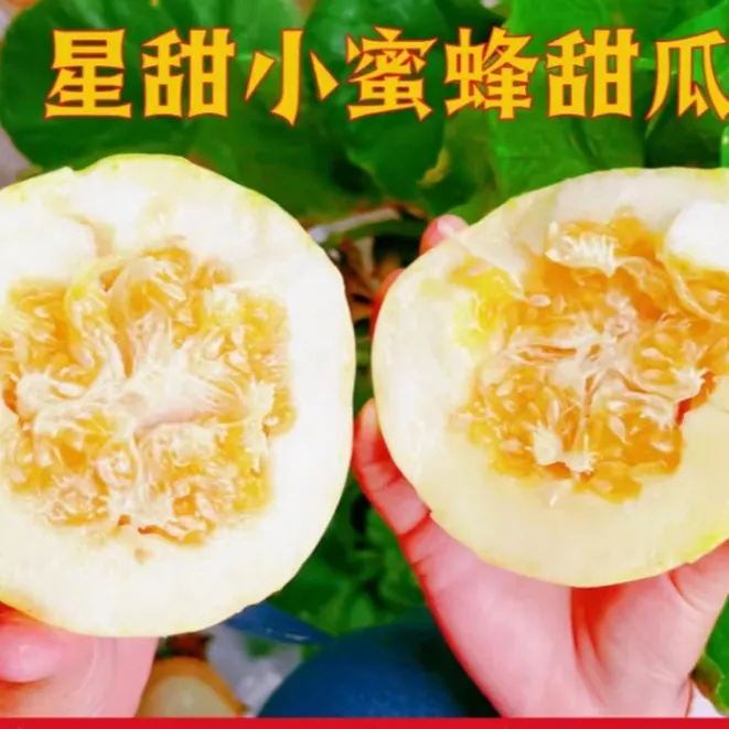 2026头茬小蜜蜂甜瓜星甜20小蜜罐香瓜脆甜多汁皮薄肉厚