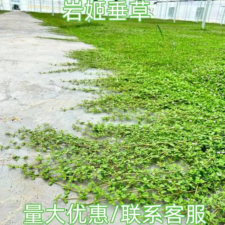 方盘姬岩垂草中华景天金莎蔓过路黄佛甲草翠云草爱尔兰珍珠草绿植