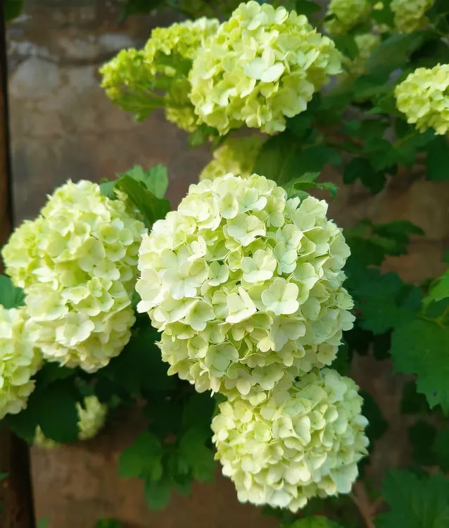 欧洲木绣球 玫瑰绣球花苗盆栽花 阳台庭院花园可种植花卉耐寒耐热