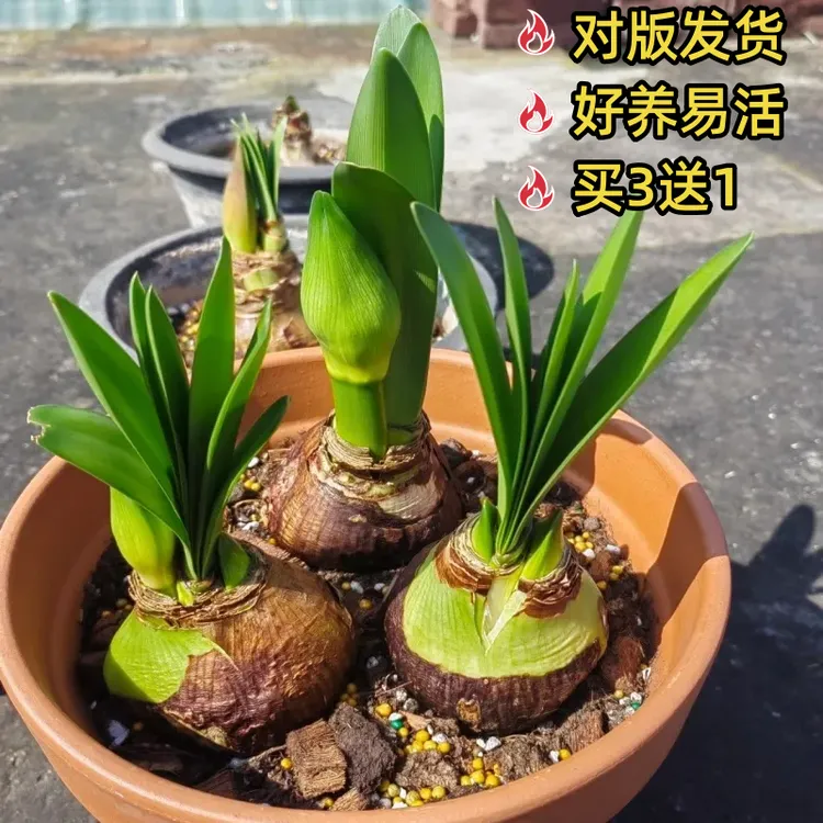 重瓣朱顶红种球进口花卉室内外盆栽四季植物庭院阳台当年开花球根